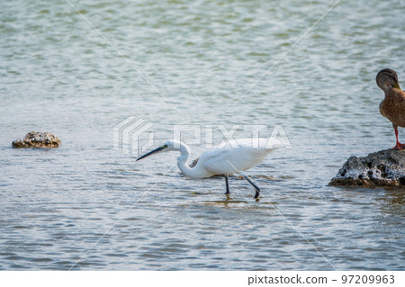 The small white heron or Little egret stands in the lake 97209963