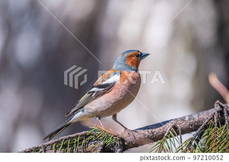 Common chaffinch, Fringilla coelebs, sits on a tree. Common chaffinch in wildlife. Common chaffinch, Fringilla coelebs, sits on a tree. Common chaffinch in wildlife. 97210052