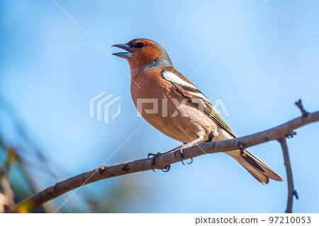 Common chaffinch, Fringilla coelebs, sits on a tree. Common chaffinch in wildlife. Common chaffinch, Fringilla coelebs, sits on a tree. Common chaffinch in wildlife. 97210053