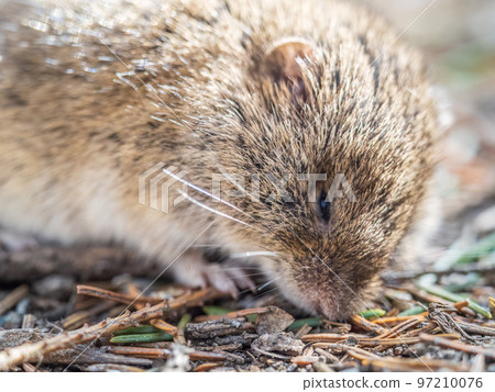 A closeup of a Common vole, Microtus arvalis, on the ground with a blurry background A closeup of a Common vole, Microtus arvalis, on the ground with a blurry background 97210076