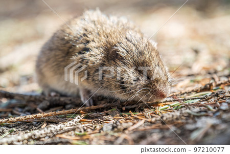 A closeup of a Common vole, Microtus arvalis, on the ground with a blurry background A closeup of a Common vole, Microtus arvalis, on the ground with a blurry background 97210077