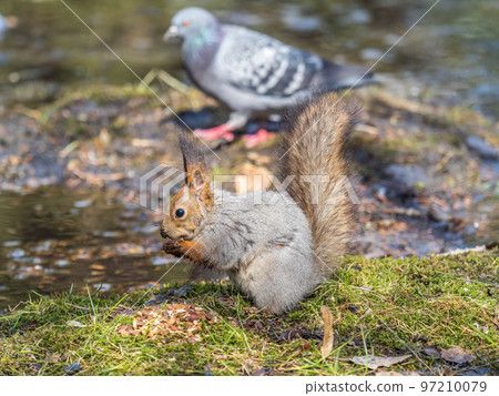 Squirrel in autumn or spring with nut on the green grass with fallen yellow leaves Squirrel in autumn or spring with nut on the green grass with fallen yellow leaves 97210079