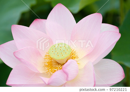 July lotus flower 97210221
