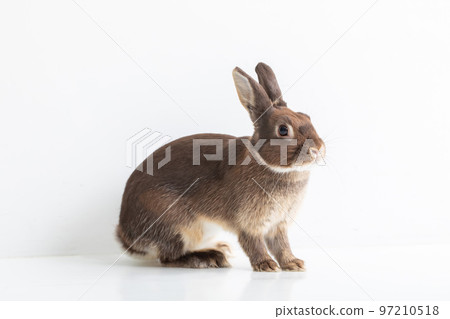 rabbit 97210518