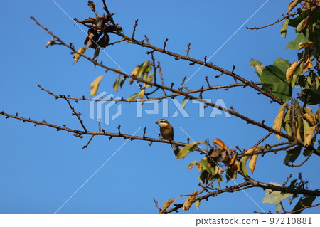 伯勞鳥在樹枝上休息 伯勞鳥在樹枝上休息 97210881