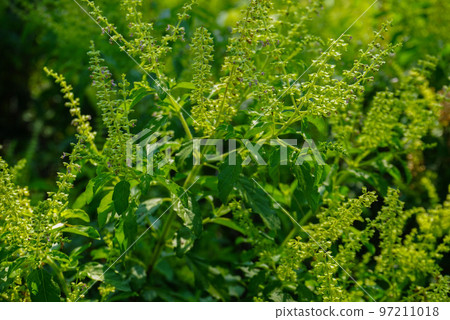 Holy basil tree , Thai basil , Ocimum sanctum L ,Tulsi tree , Ocimum tenuiflorum L Holy basil tree , Thai basil , Ocimum sanctum L ,Tulsi tree , Ocimum tenuiflorum L 97211018