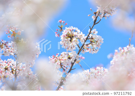 Spring cherry blossoms in Japan are in full bloom 97211792