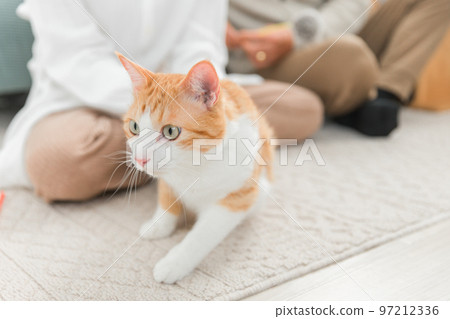 一對夫婦/夫婦（主人）撫摸著一隻寵物貓 97212336