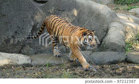 沐浴過的東北虎幼崽 1 歲 97212387