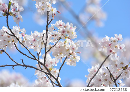 日本的春天櫻花盛開 97212388