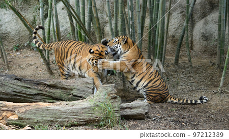 東北虎弟弟罵弟弟 97212389