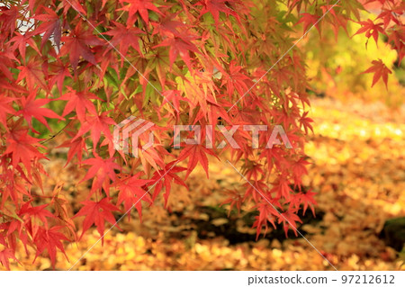 Autumn leaves maple (Eigenji Temple) 97212612