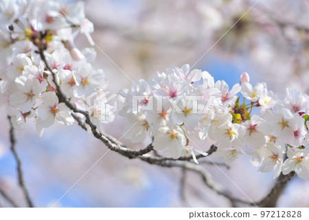 日本的春天櫻花盛開 97212828