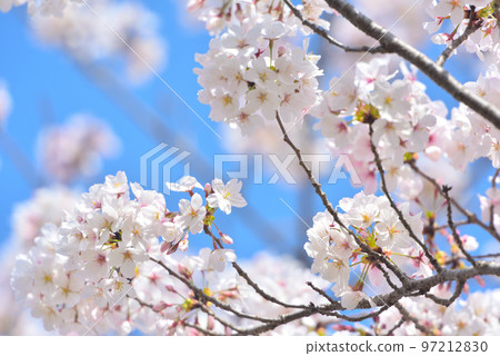 Spring cherry blossoms in Japan are in full bloom Spring cherry blossoms in Japan are in full bloom 97212830