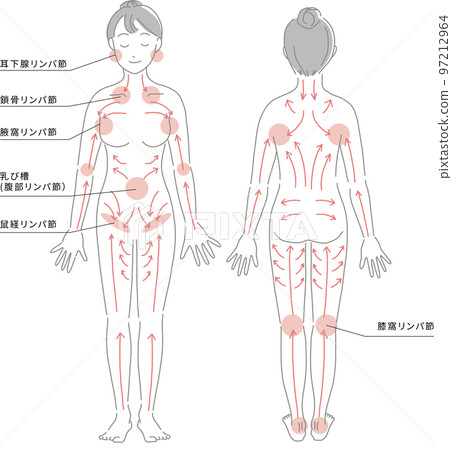 An illustration that gives an easy-to-understand image of the parts of the lymph nodes of the whole body and the flow of lymph. An illustration that gives an easy-to-understand image of the parts of the lymph nodes of the whole body and the flow of lymph. 97212964