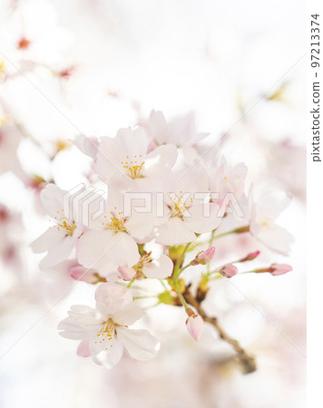 Close-up of cherry blossoms in full bloom Close-up of cherry blossoms in full bloom 97213374
