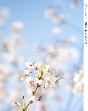 Cherry blossoms in full bloom shining in the blue sky Cherry blossoms in full bloom shining in the blue sky 97213375