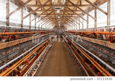 家禽養殖場和雞 97213430
