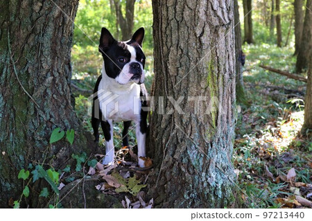 2022Mighty-kun, the Boston Terrier staring cutely through the trees in the woods near Hatoyama Rural Park, the happiest place in Japan♡ 2022Mighty-kun, the Boston Terrier staring cutely through the trees in the woods near Hatoyama Rural Park, the happiest place in Japan♡ 97213440