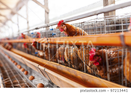 poultry farm and chickens poultry farm and chickens 97213441