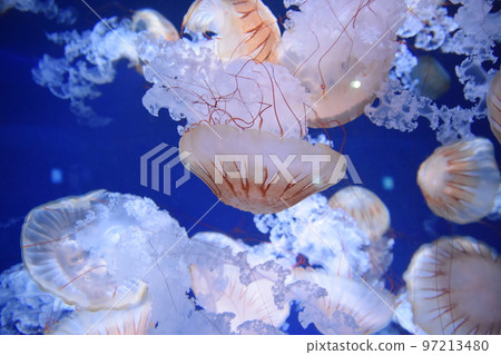 Jellyfish at Enoshima Aquarium Jellyfish at Enoshima Aquarium 97213480