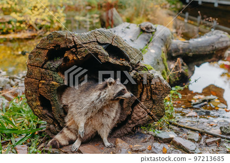 Gorgeous raccoon cute peeks out of a hollow in the bark of a large tree. Raccoon (Procyon lotor) also known as North American raccoon sitting hidden in old hollow trunk. Wildlife scene. Habitat North 97213685