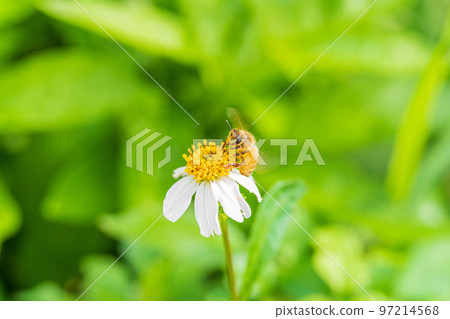 蜜蜂從花中吸取花蜜 1 97214568
