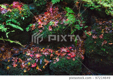 Autumn Leaves - Hizume Falls Autumn Leaves - Hizume Falls 97214649