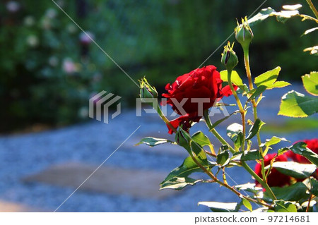 花園玫瑰 花園玫瑰 97214681