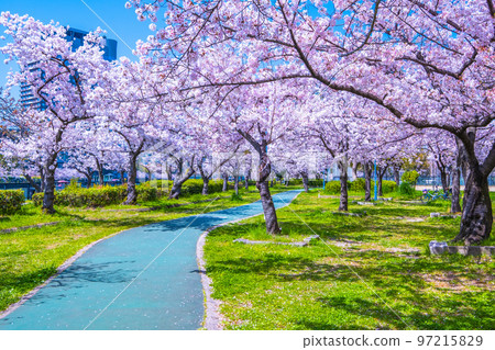 Sakuranosaki of Sakuranosuke park 97215829