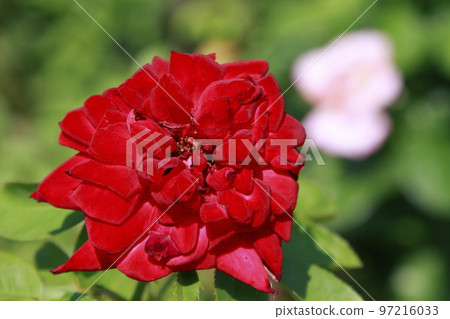 Arao City Ominous Citizen Flower Bed Rose Flower, Arao City Ominous Citizen Flower Bed Rose Flower, 97216033