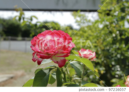 荒尾市少女公民花壇玫瑰花, 荒尾市少女公民花壇玫瑰花, 97216037