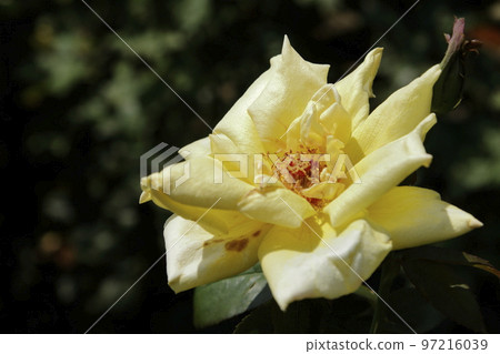 荒尾市少女公民花壇玫瑰花, 荒尾市少女公民花壇玫瑰花, 97216039