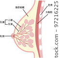 Illustration of the structure of the breast Illustration of the structure of the breast 97216225