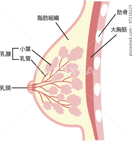 Illustration of the structure of the breast Illustration of the structure of the breast 97216225