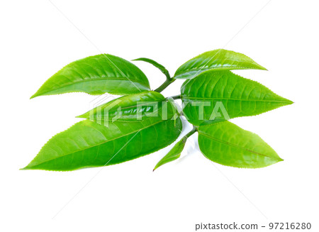 Fresh green tea leaf on white background Fresh green tea leaf on white background 97216280