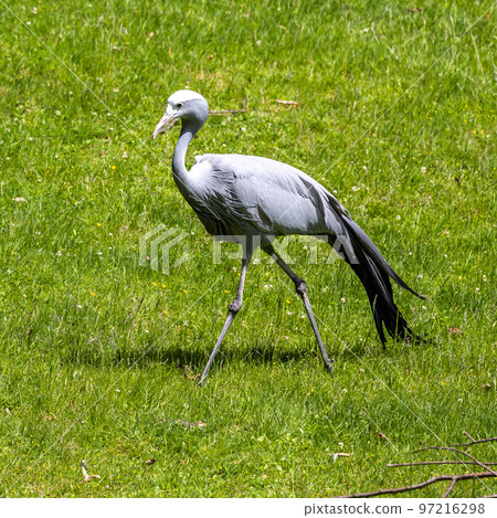 The Blue Crane, Grus paradisea, is an endangered bird 97216298