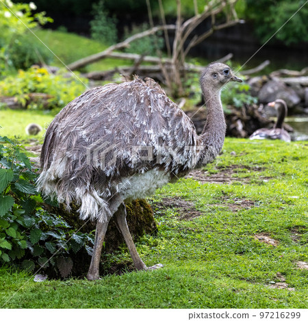 Darwin's rhea, Rhea pennata also known as the lesser rhea. 97216299