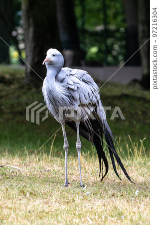 The Blue Crane, Grus paradisea, is an endangered bird 97216304