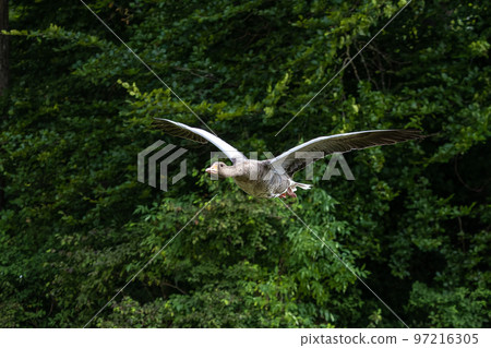 The flying greylag goose, Anser anser is a species of large goose The flying greylag goose, Anser anser is a species of large goose 97216305
