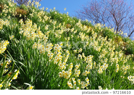 以藍天為背景的斜坡上盛開的水仙花田 Ver1 97216610