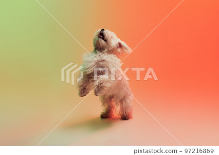 Studio photo of cute white Maltese dog posing on hind legs isolated over gradient orange background in neon light Studio photo of cute white Maltese dog posing on hind legs isolated over gradient orange background in neon light 97216869