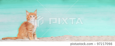Cat Copy Space Background In Light Blue Color Colour. Young Red Maine Coon Kitten Cat Sitting On Sofa. Coon Cat, Maine Cat, Maine Shag. Amazing Pets Pet. Portrait On Backdrop. Panorama Panoramic View 97217098