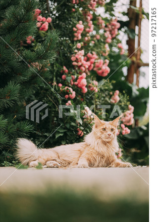 Playful Curious Funny Cute Maine Coon Cat With Bright Light-red Cream Solid Fur Color Lies On Walkway On Flower Background. Pets On Walk. Amazing Pets Pet Coon Cat, Maine Cat, Maine Shag 97217165