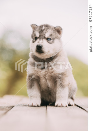 Four-week-old Husky Puppy Of White-gray Color Sitting On Wooden Ground Four-week-old Husky Puppy Of White-gray Color Sitting On Wooden Ground 97217184