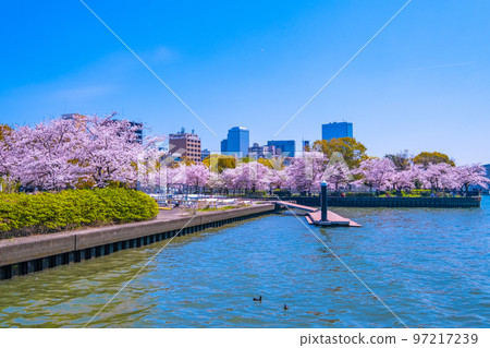 Cherry blossoms and Okawa at Kema Sakuranomiya Park 97217239