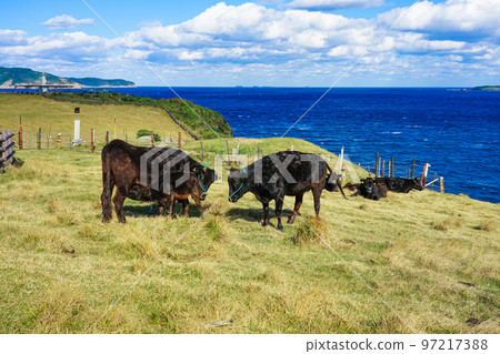突出玄界海的杉之原牧場和肥前立石崎燈塔（佐賀縣唐津市呼子町） 97217388