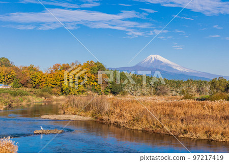 (Shizuoka Prefecture) Shirasagi and Mt. Fuji in Kano River and Nakasu in early winter 97217419