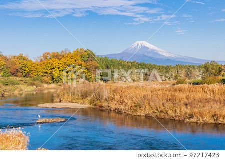 (Shizuoka Prefecture) Shirasagi and Mt. Fuji in Kano River and Nakasu in early winter 97217423