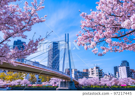 毛馬櫻之宮公園的櫻花和川崎大橋 97217445